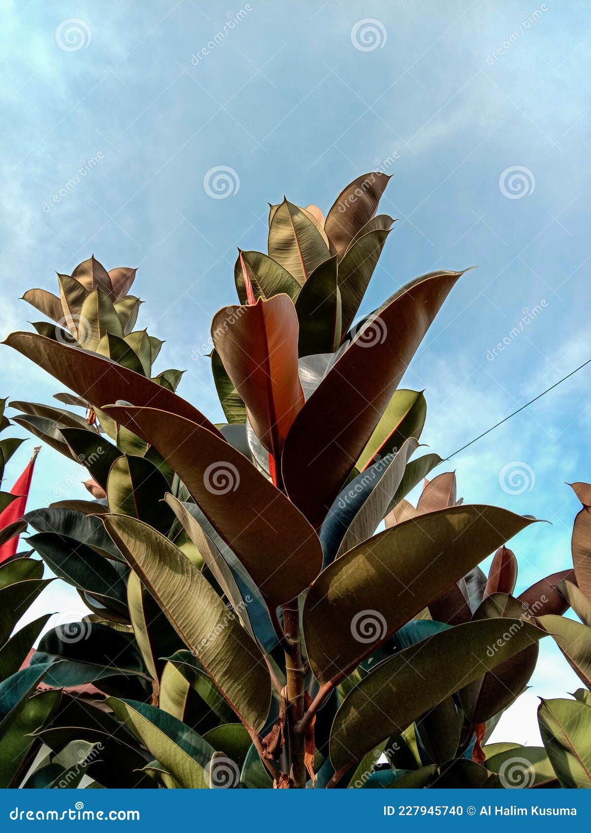 Ornamental Plants that Grow High Up Stock Photo Image of fruit, tree