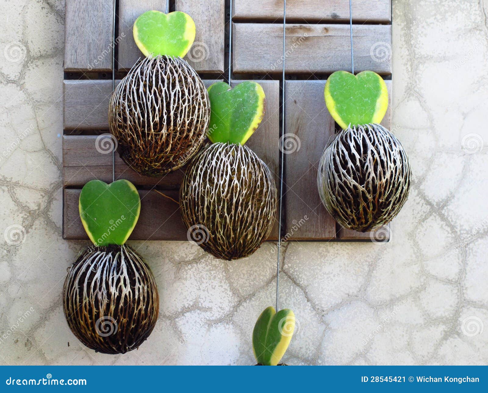 Ornamental Plants Hang on Wall Stock Image Image of characteristic