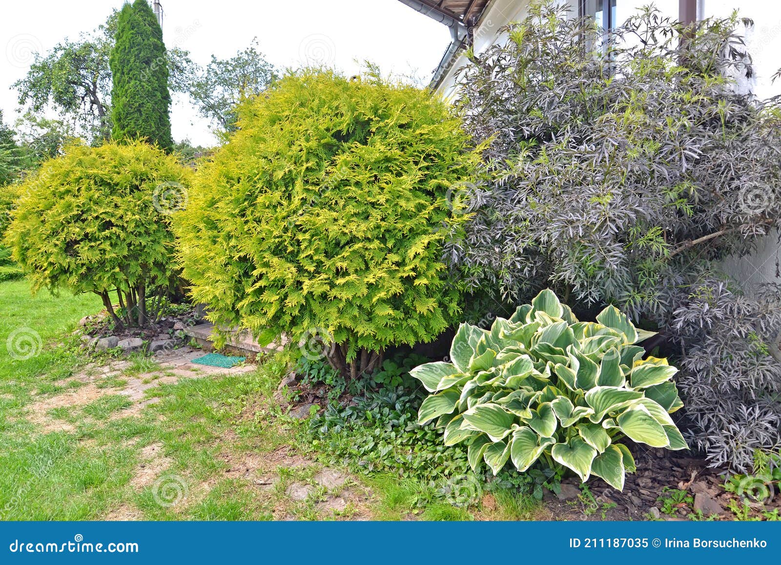 Are Golden Mophead Cypress Safe To Dogs