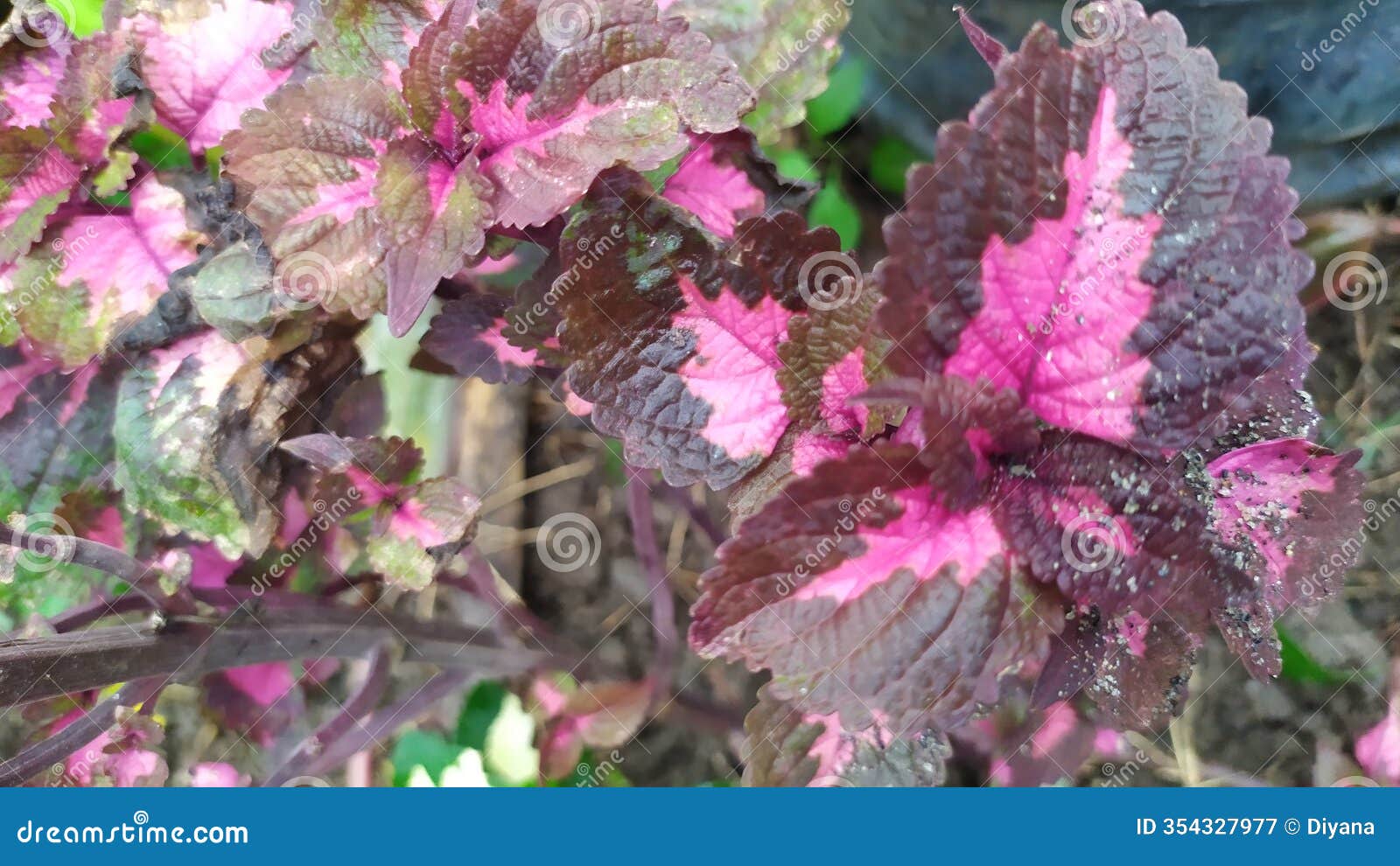 ornamental plants with mixed colored leaves