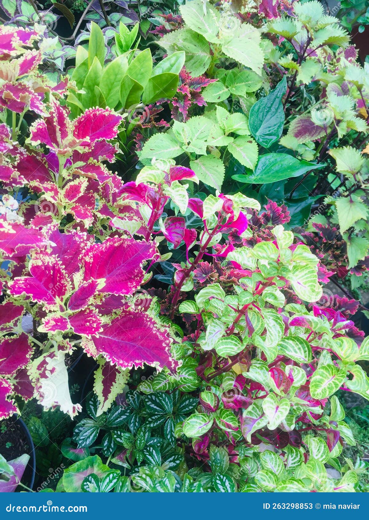 Ornamental Plants are Plants that People Usually Plant As Decoration Ornamental Plants are Plants that People Usually Plant As Decoration