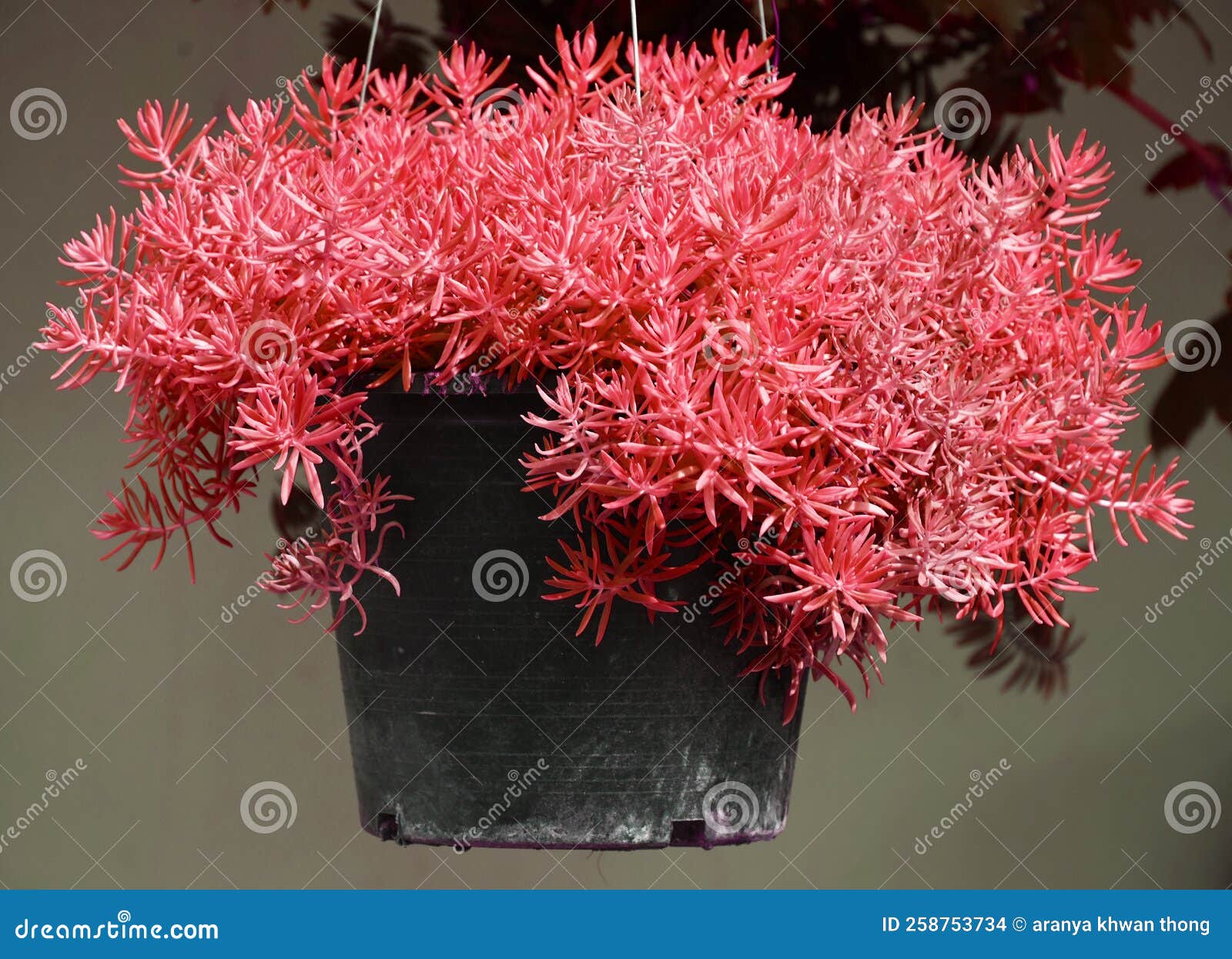 Ornamental Plants in Pots for Hanging Stock Photo Image of blooming