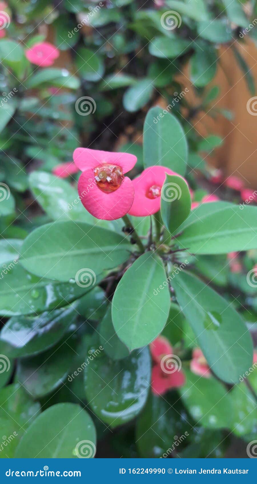 Ornamental Plants Red Flowers in the Garden Stock Photo Image of