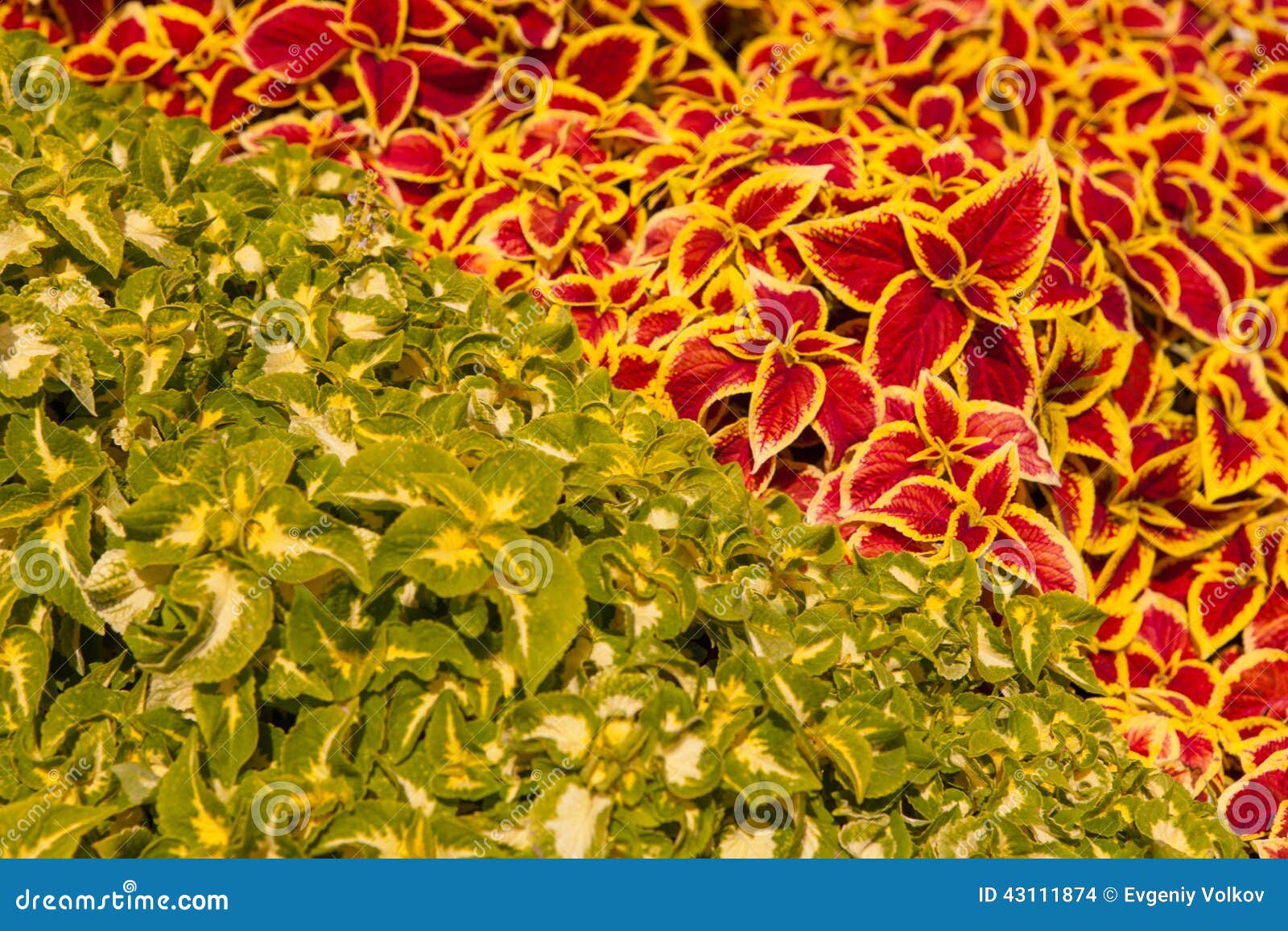 The ornamental plants stock photo. Image of flora, bicolored 43111874