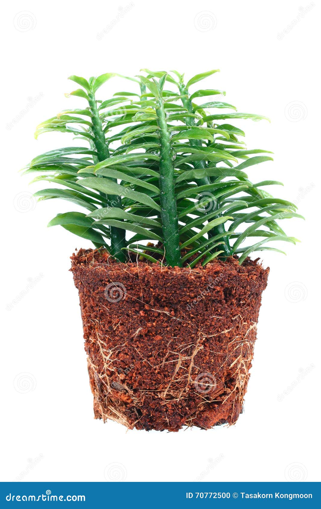Ornamental Plants with Root Isolated Stock Photo Image of green, fresh 70772500
