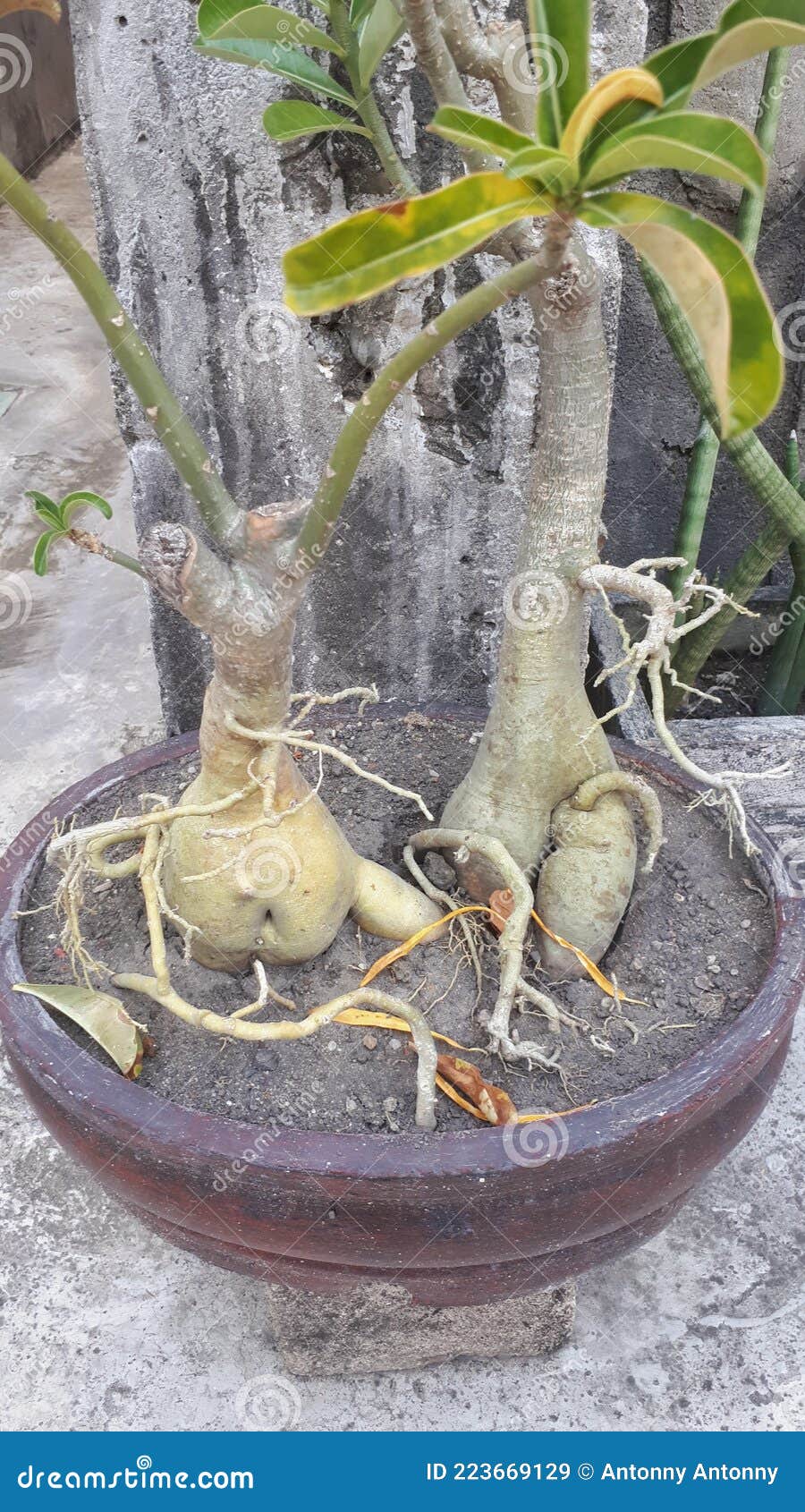 ORNAMENTAL PLANTS ROOTS stock image. Image of plant 223669129