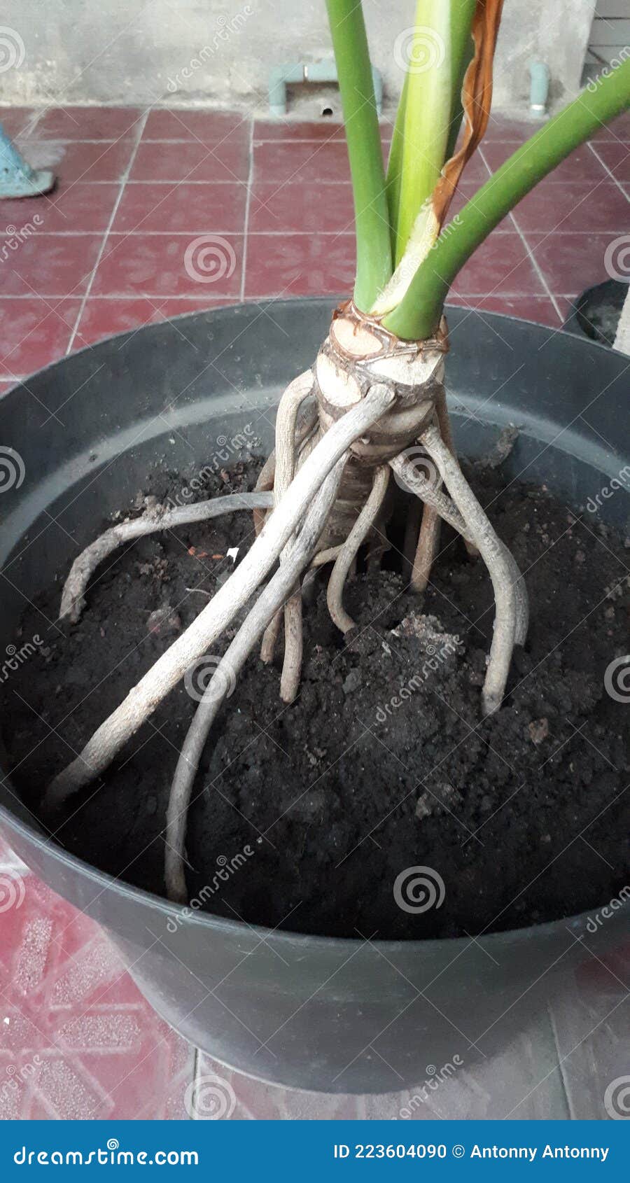 ORNAMENTAL PLANTS ROOTS stock photo. Image of ornamental 223604090