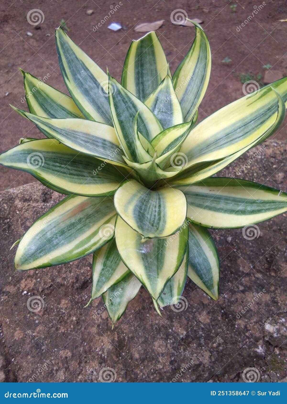 Ornamental Plants for Small Gardens in the Yard Stock Image Image of