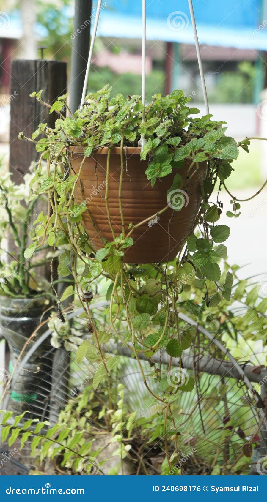 Ornamental Plants Vine in Hanging Pots Stock Photo Image of tree