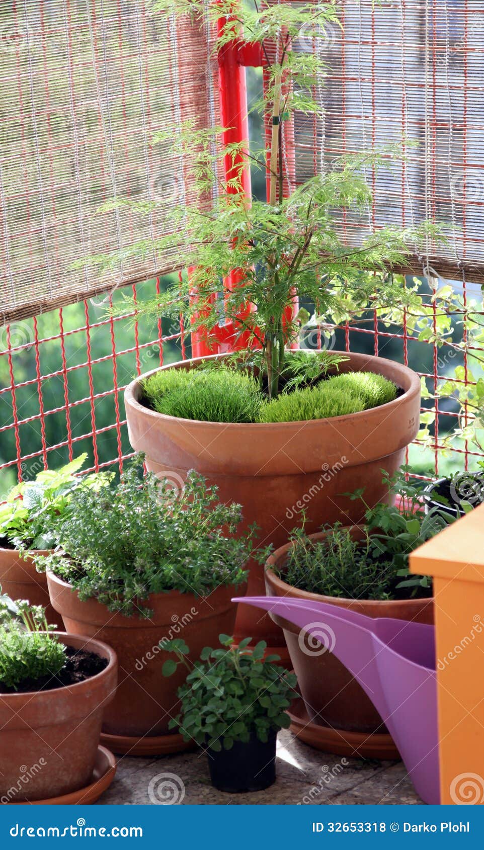 Ornamental Pot Plants on the Balcony Stock Photo Image of terrace