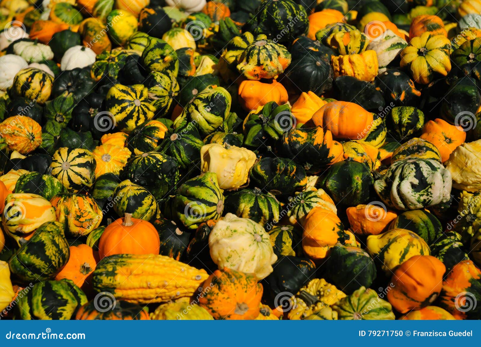 Ornamental Pumpkins and Gourds Stock Photo Image of garden, festive