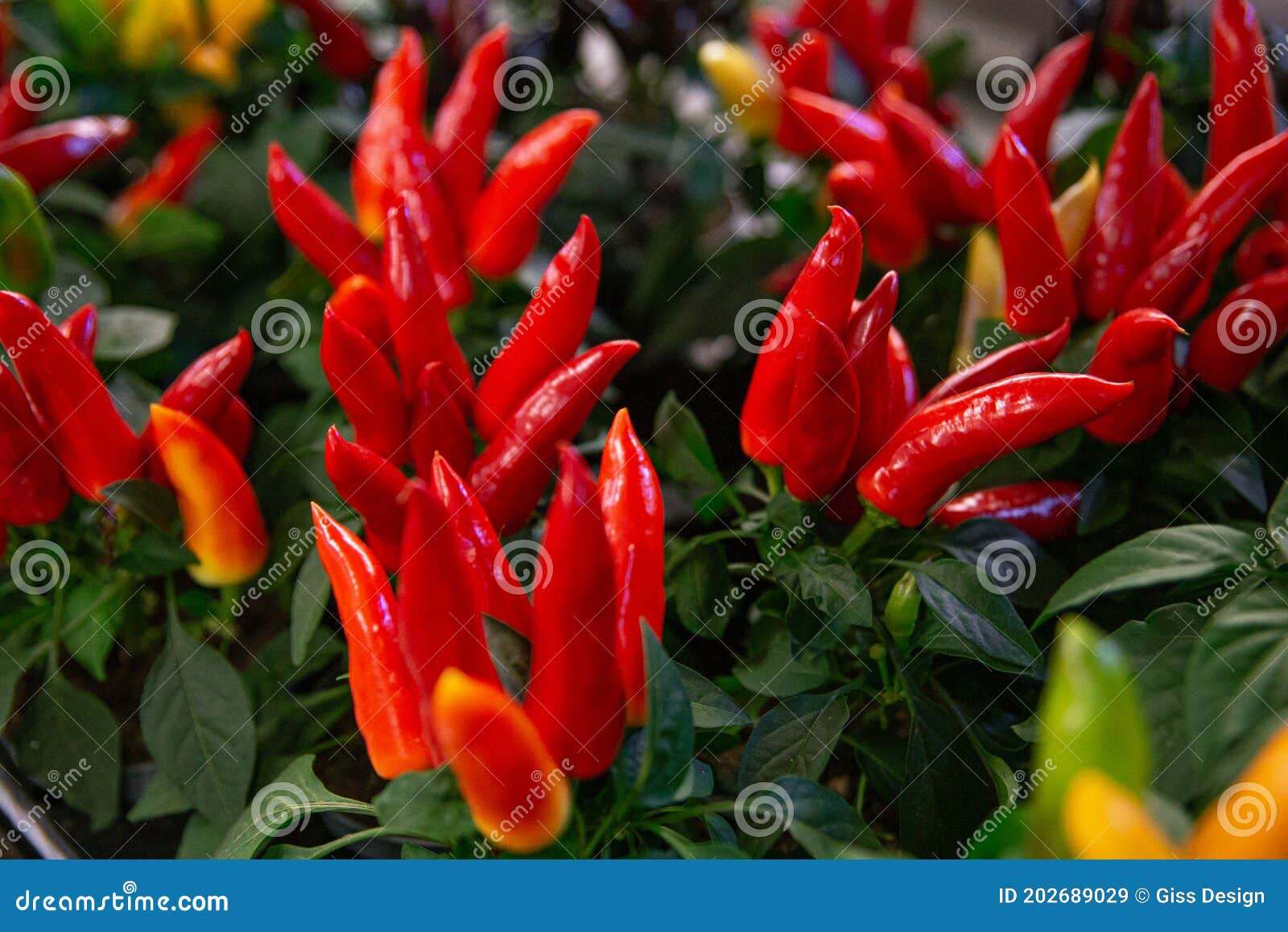 Ornamental Red Peppers in Pots Stock Image Image of botanical, design