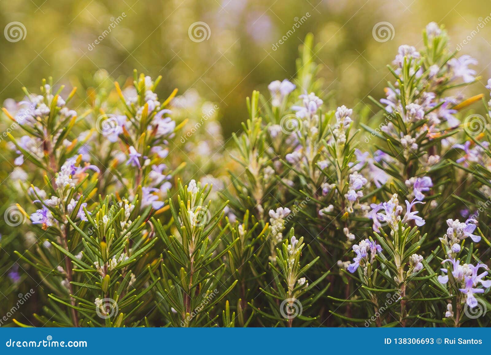 Ornamental Rosemary Plant with Purple Flowers, Oeiras Portugal Stock Image Image of europe