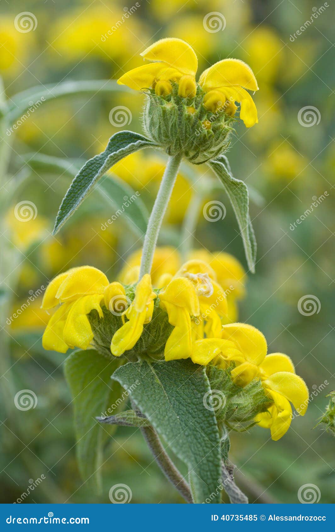 Ornamental Sage Yellow Flowers Stock Image Image of flower, plant