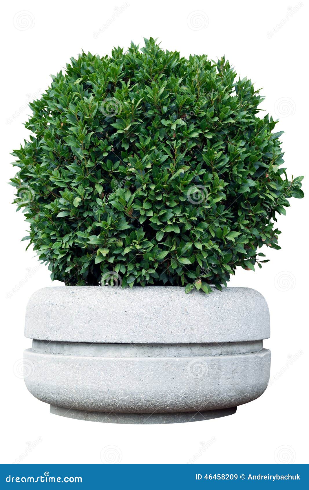 Ornamental shrub in a pot stock image. Image of isolated 46458209