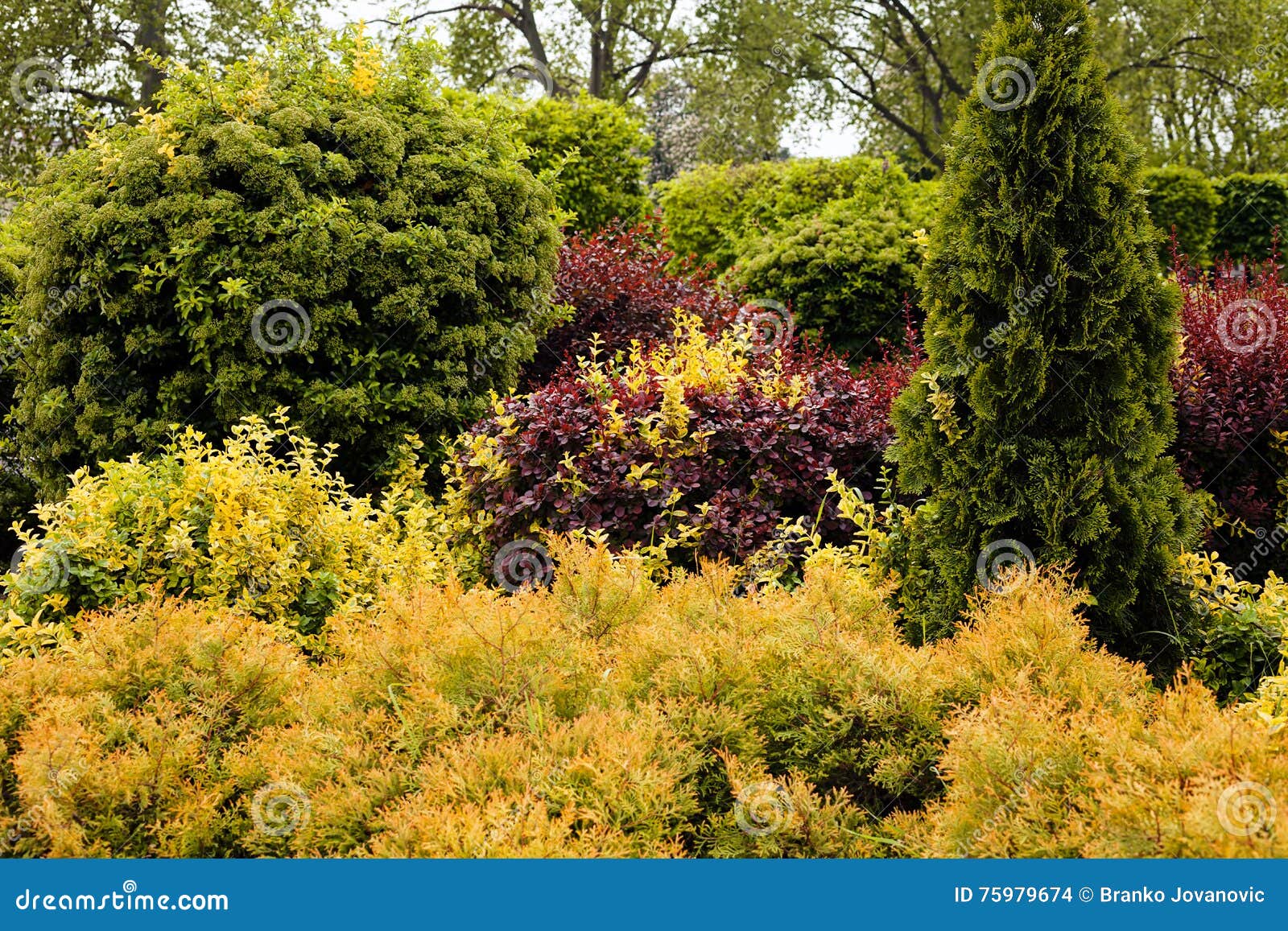 Ornamental Shrubs in the Park Stock Photo Image of background, back
