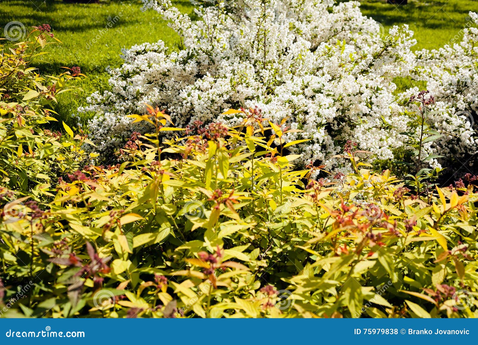 Ornamental Shrubs in the Park Stock Photo Image of back, lawn 75979838