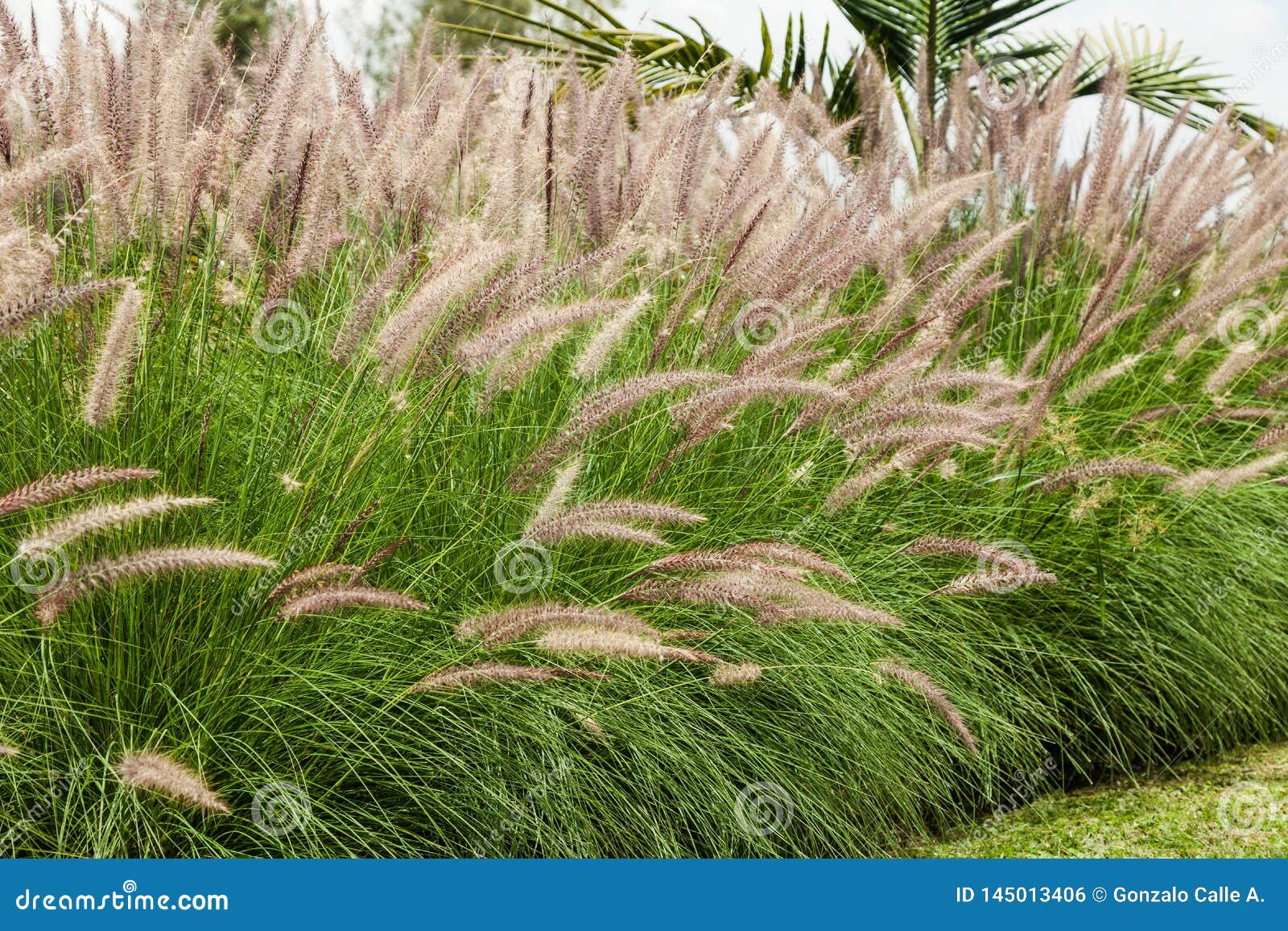 Ornamental Spikes Garden Plant Stock Photo Image of plant, summer