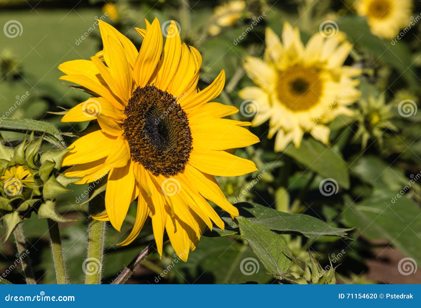 Ornamental Sunflowers in Bloom Stock Photo Image of summer