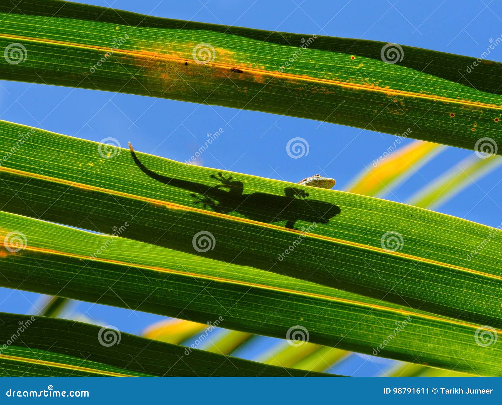 Gecko in natural habitat stock image. Image of light 98791611