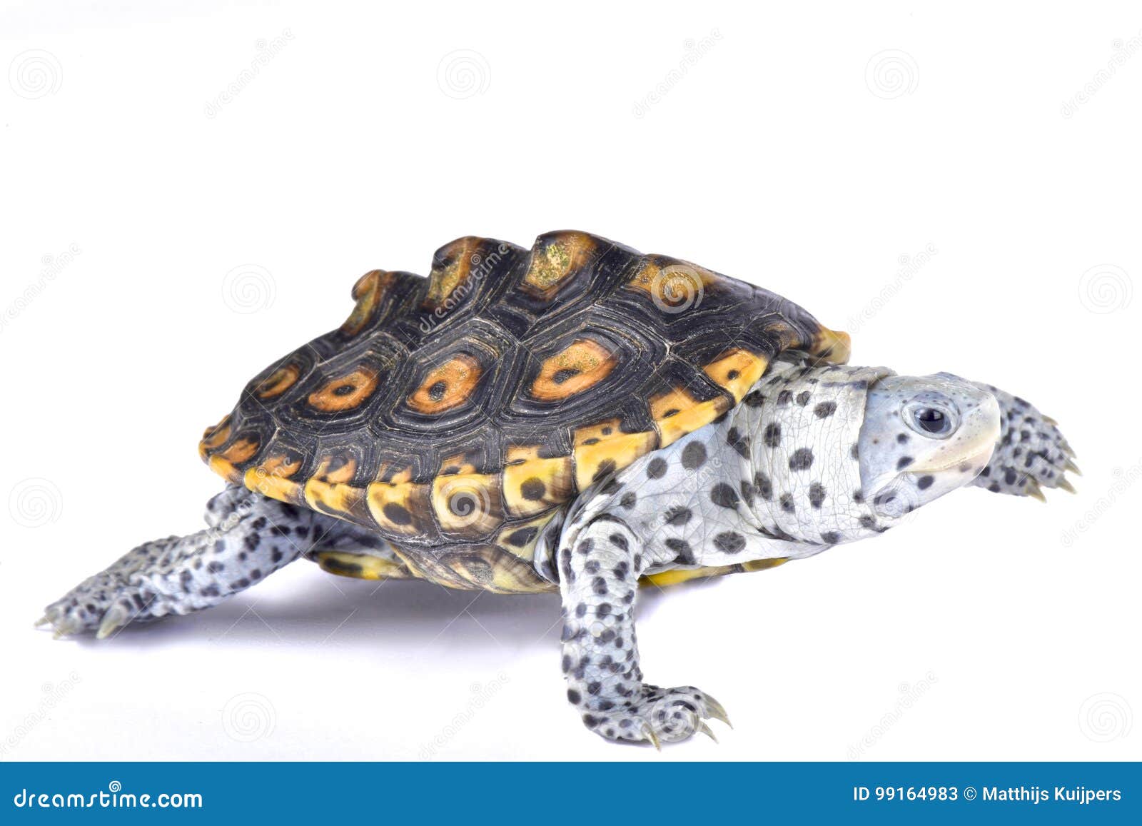 Terrapin