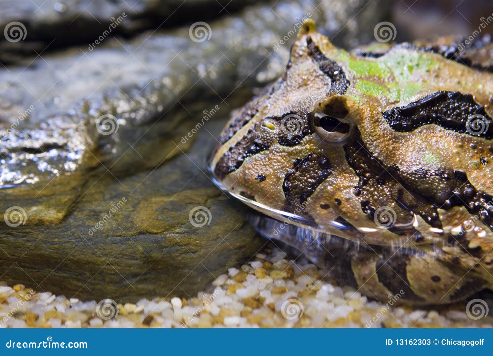 Ornate Horned Frog stock image. Image of animal, reptiles - 13162303