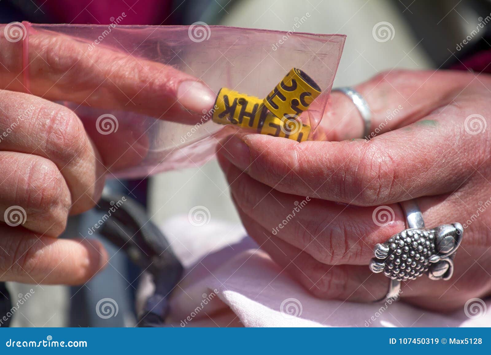 ornithologist ringed kittiwake and attaches jps logger stock image