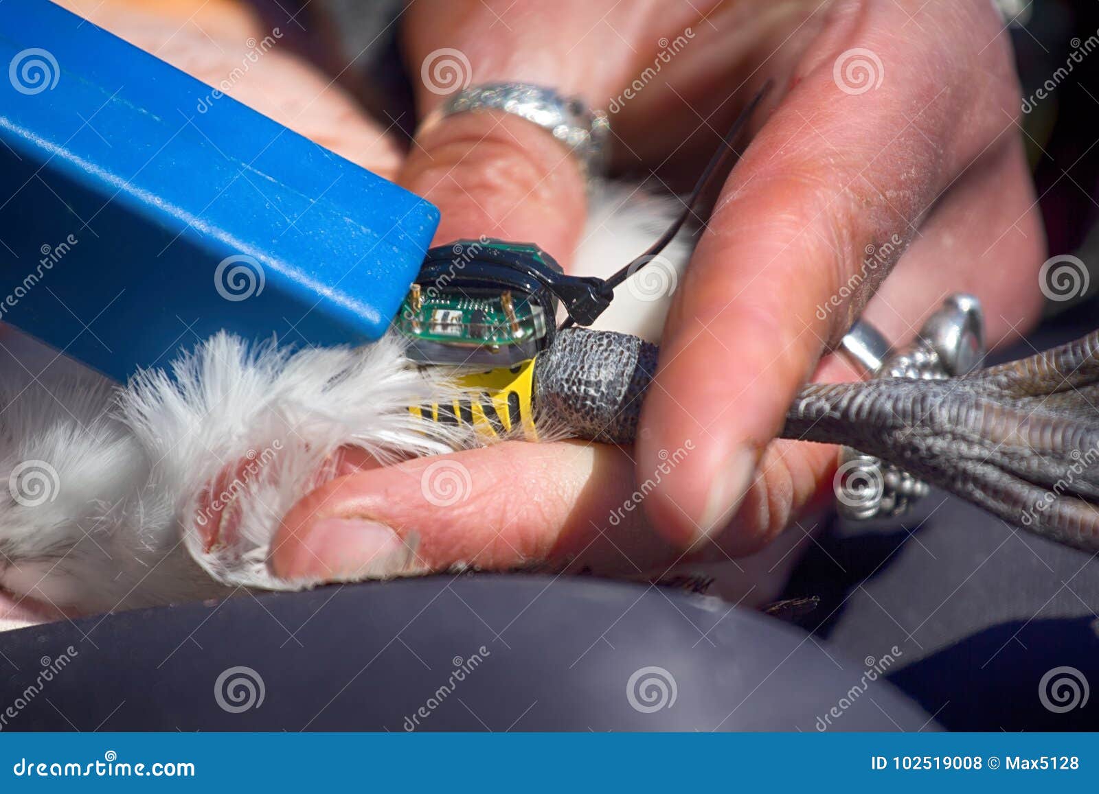 ornithologist ringed murre and attaches jps logger stock photo