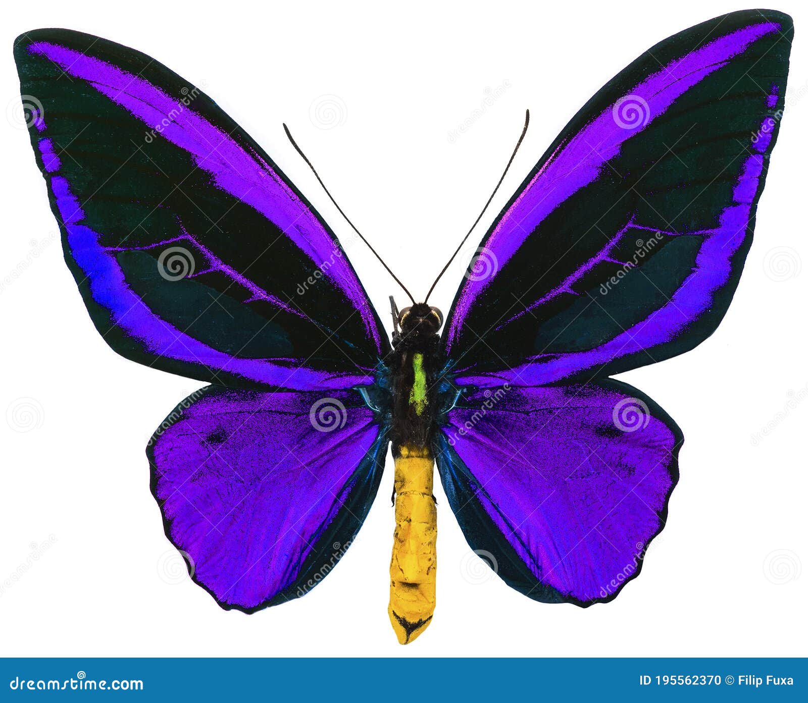 Ornithoptera Priamus Tropical Butterfly Isolated Stock Photo ...