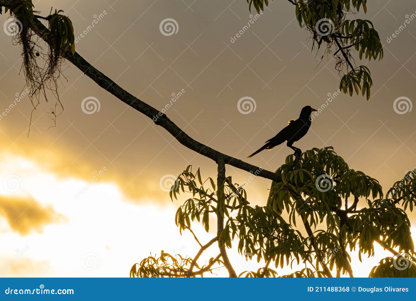 oropendola or conoto bird resting on a tree branch during a colorful sunrise