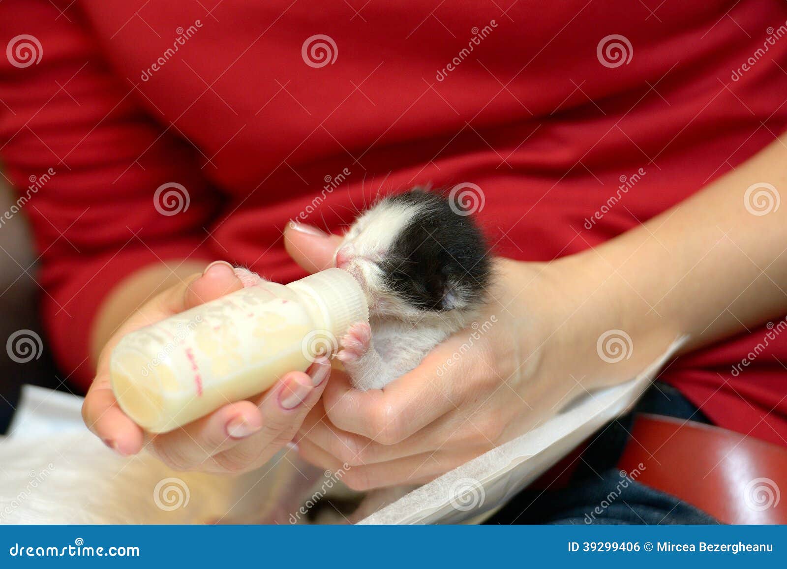 orphan kitten drinking milk