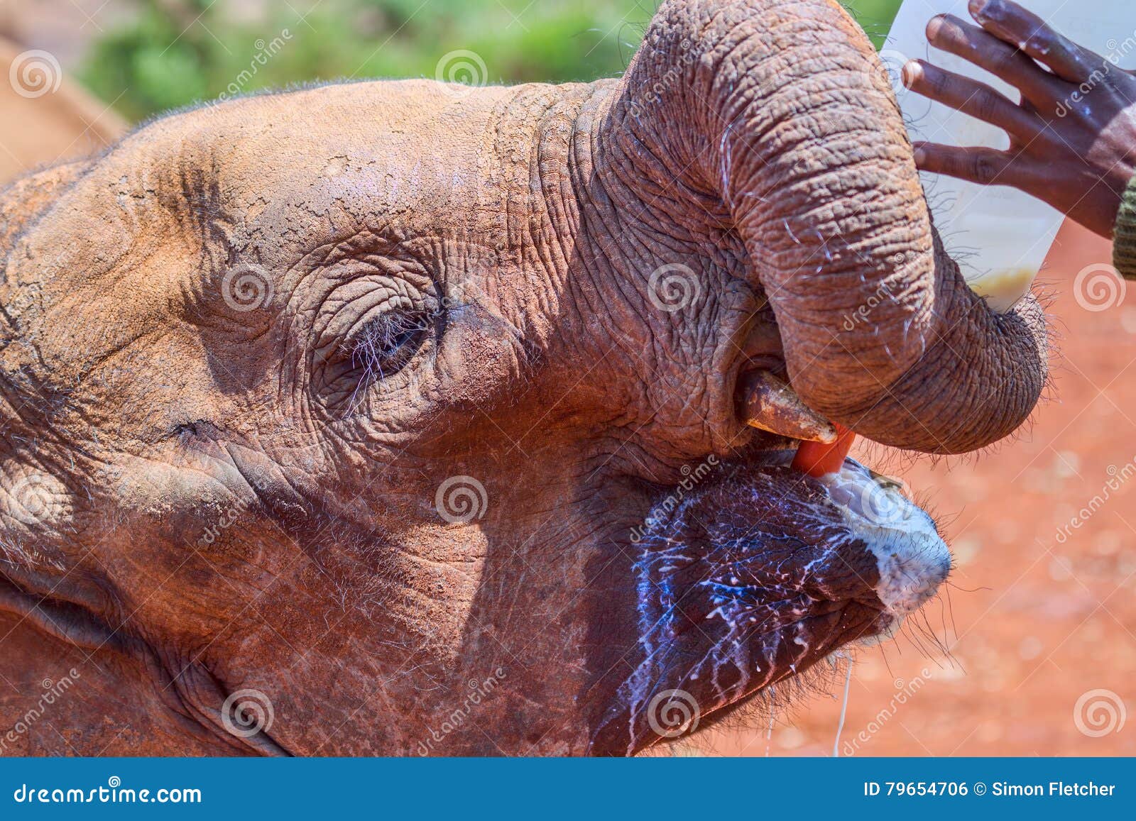 orphaned african elephant dribbling milk