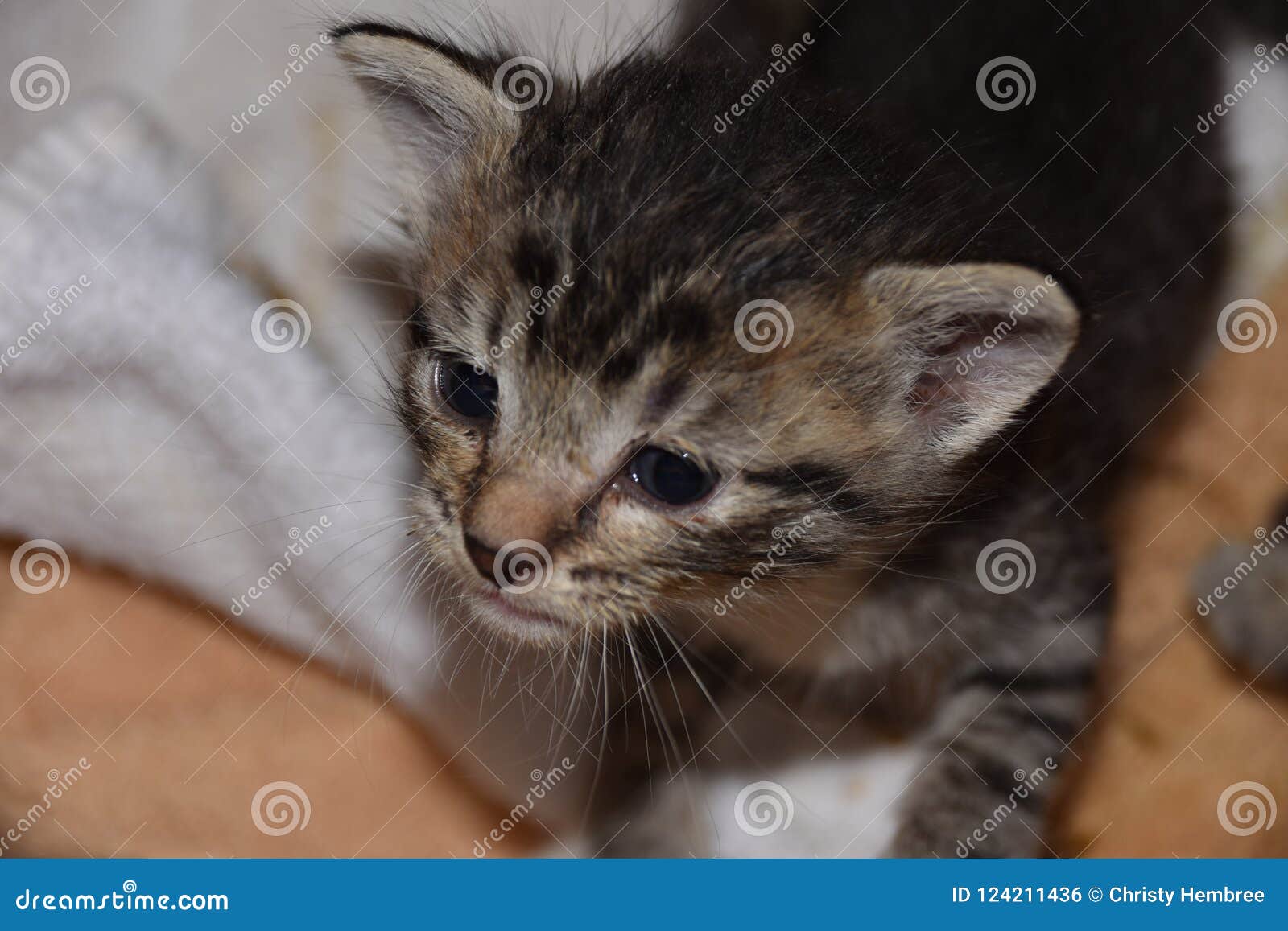 orphaned bottlefed kitten: angels with piranha teeth and claws