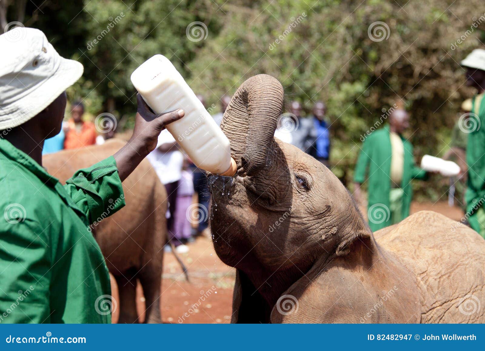 Orphaned Elephant Being Fed in Nairobi, Kenya Editorial Photography