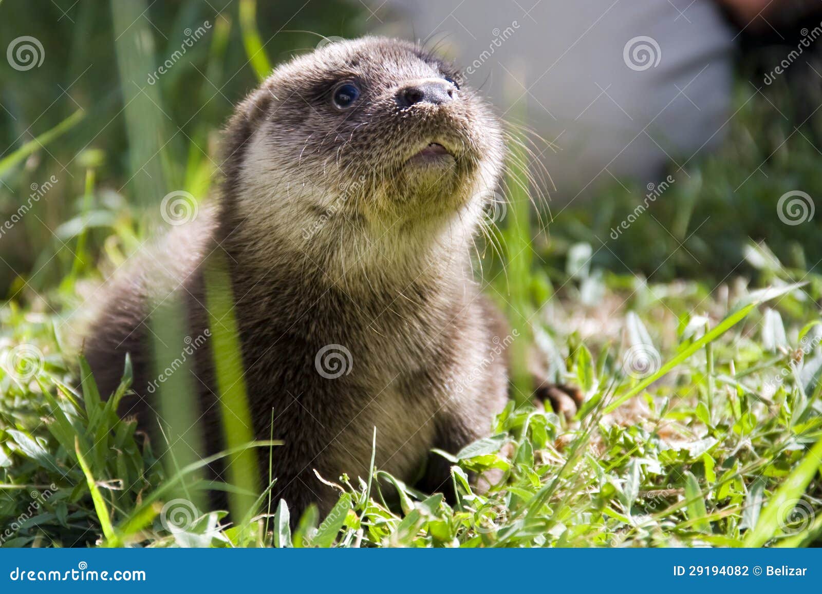 an orphaned european otter