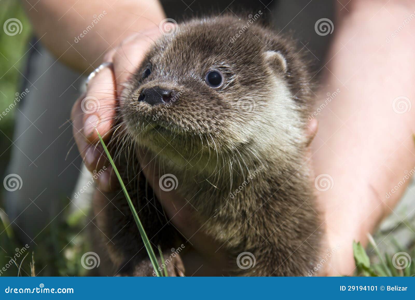 an orphaned european otter