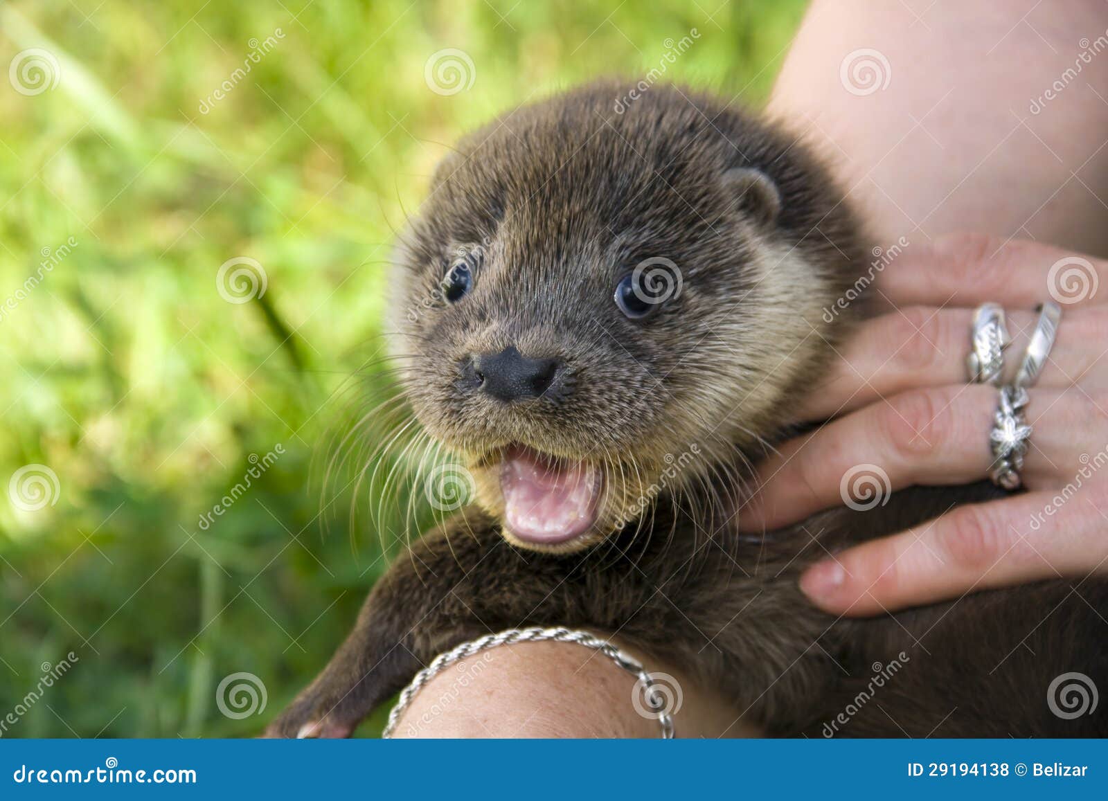 An orphaned European otter stock photo. Image of rescue - 29194138