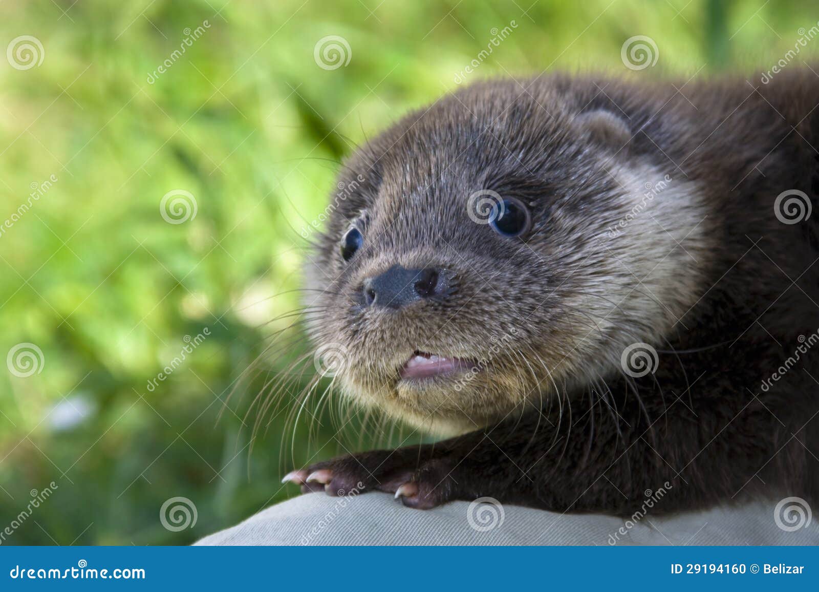 an orphaned european otter