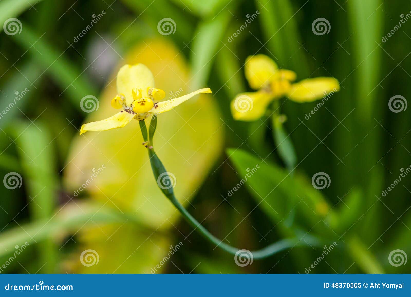 Orquídea à terra amarela imagem de stock. Imagem de macro - 48370505