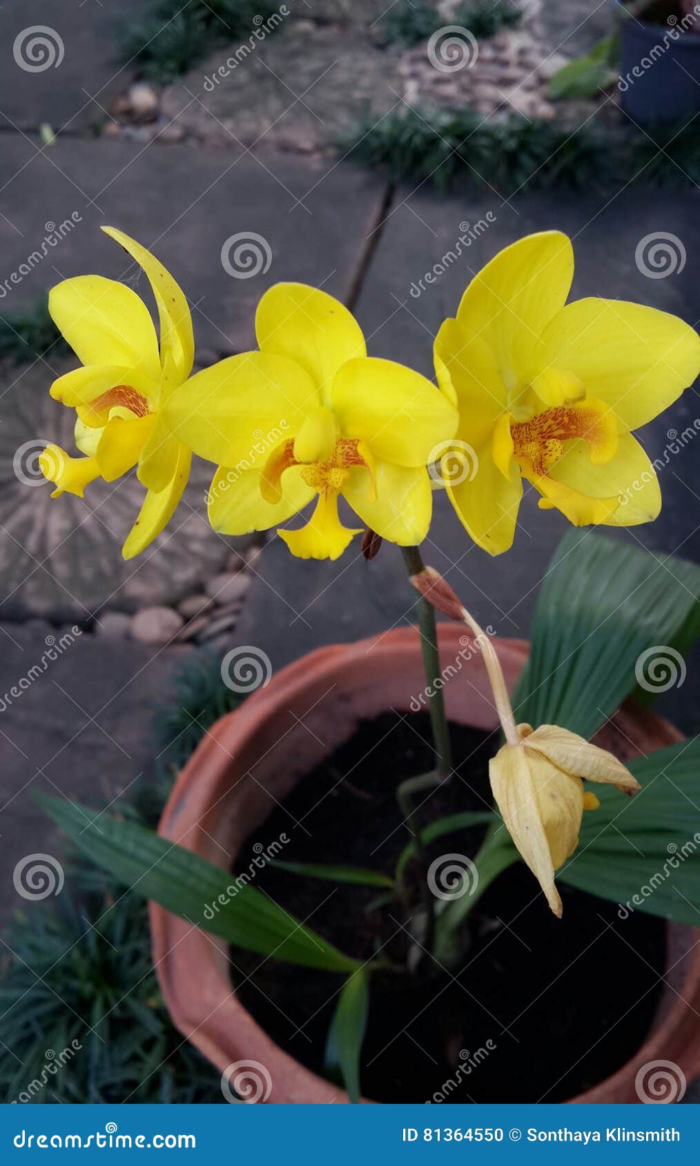 Orquídea à terra amarela foto de stock. Imagem de bonito - 81364550