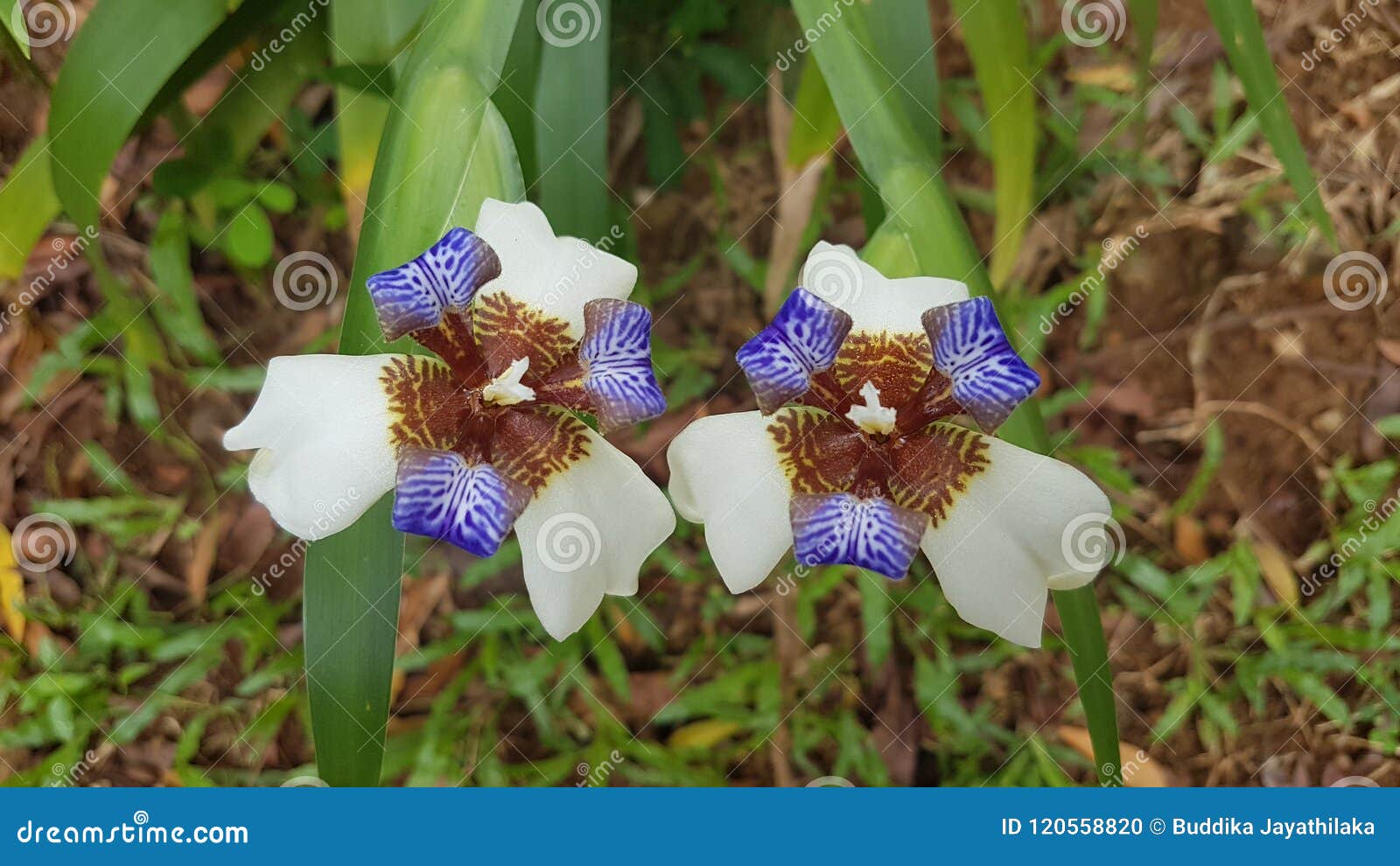 Orquídea à Terra Em Sri Lanka Foto de Stock - Imagem de terra, bonito:  120558820