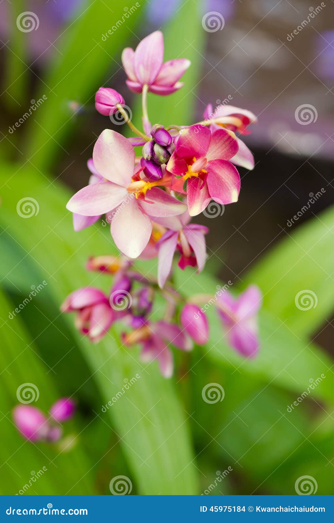 Orquídea à terra vermelha foto de stock. Imagem de naughty - 45975184