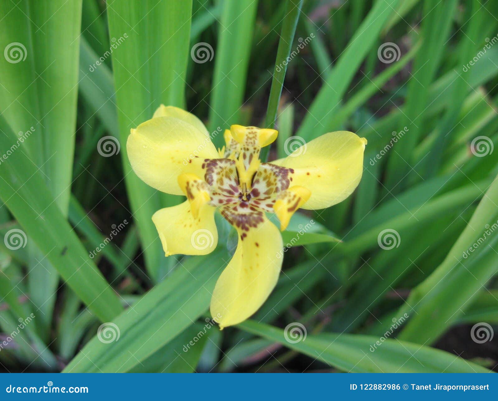 A Orquídea Amarela é Cresce No Solo Foto de Stock - Imagem de planta,  marrom: 122882986