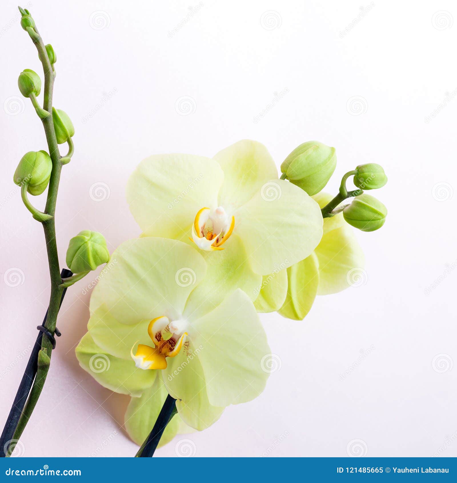 A Orquídea Amarela Bonita Da Flor Floresce No Fundo Claro, Clo Imagem de  Stock - Imagem de fragilidade, valentina: 121485665