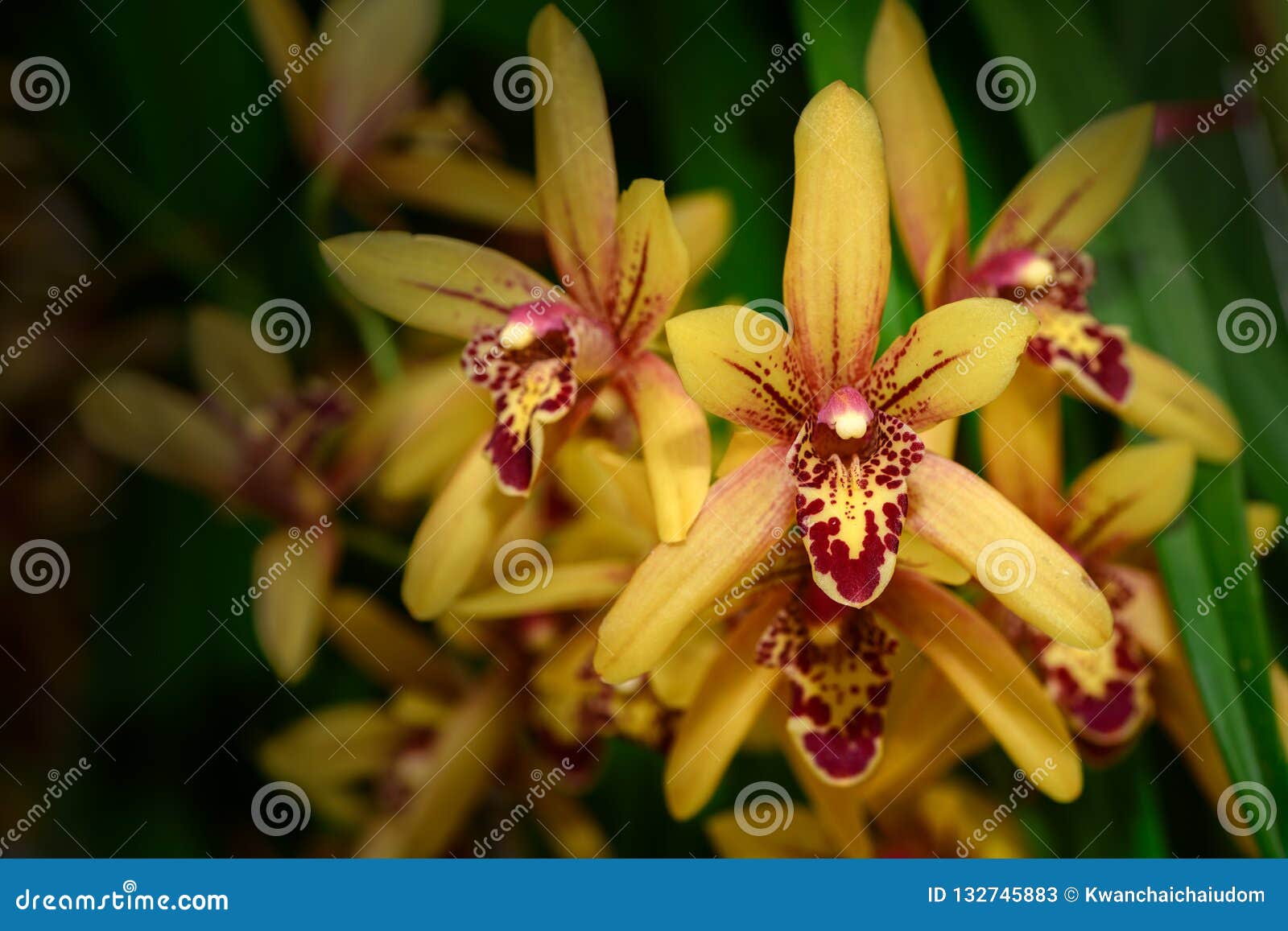Orquídea Amarela Bonita O Da Flor De Spathoglottis Imagem de Stock - Imagem  de terra, bonito: 132745883