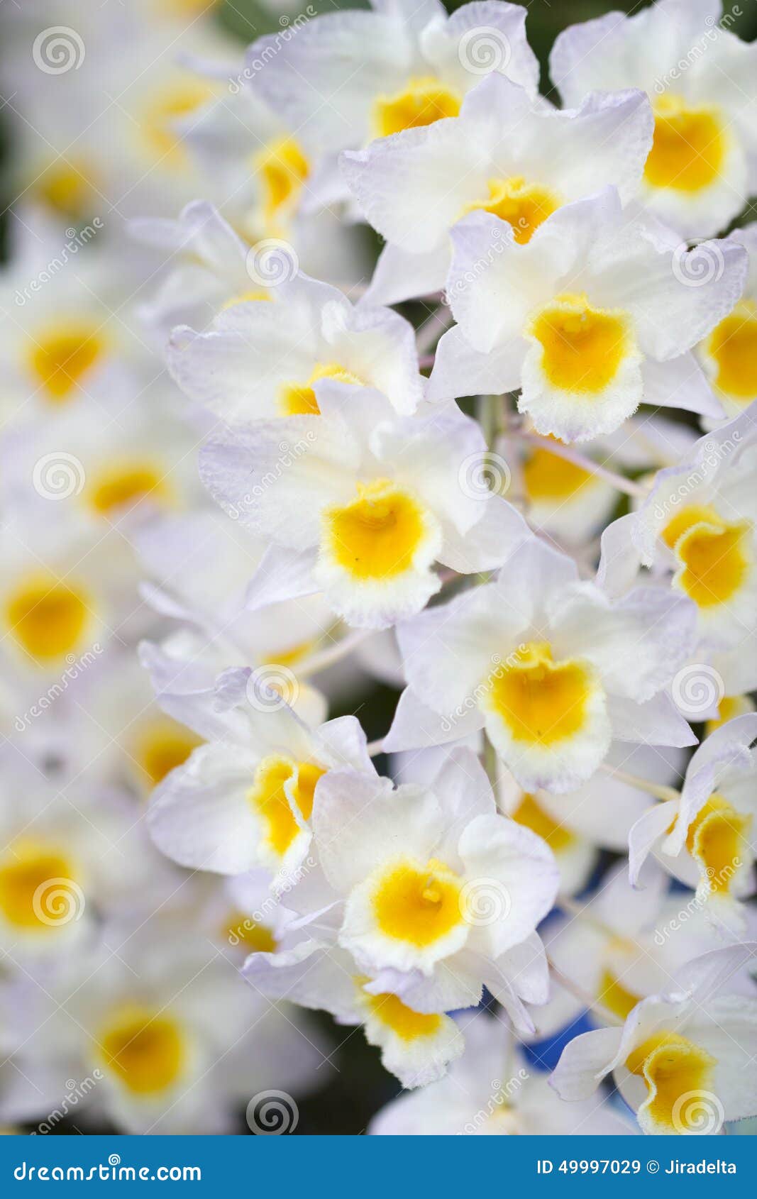 Orquídea amarela branca imagem de stock. Imagem de fresco - 49997029