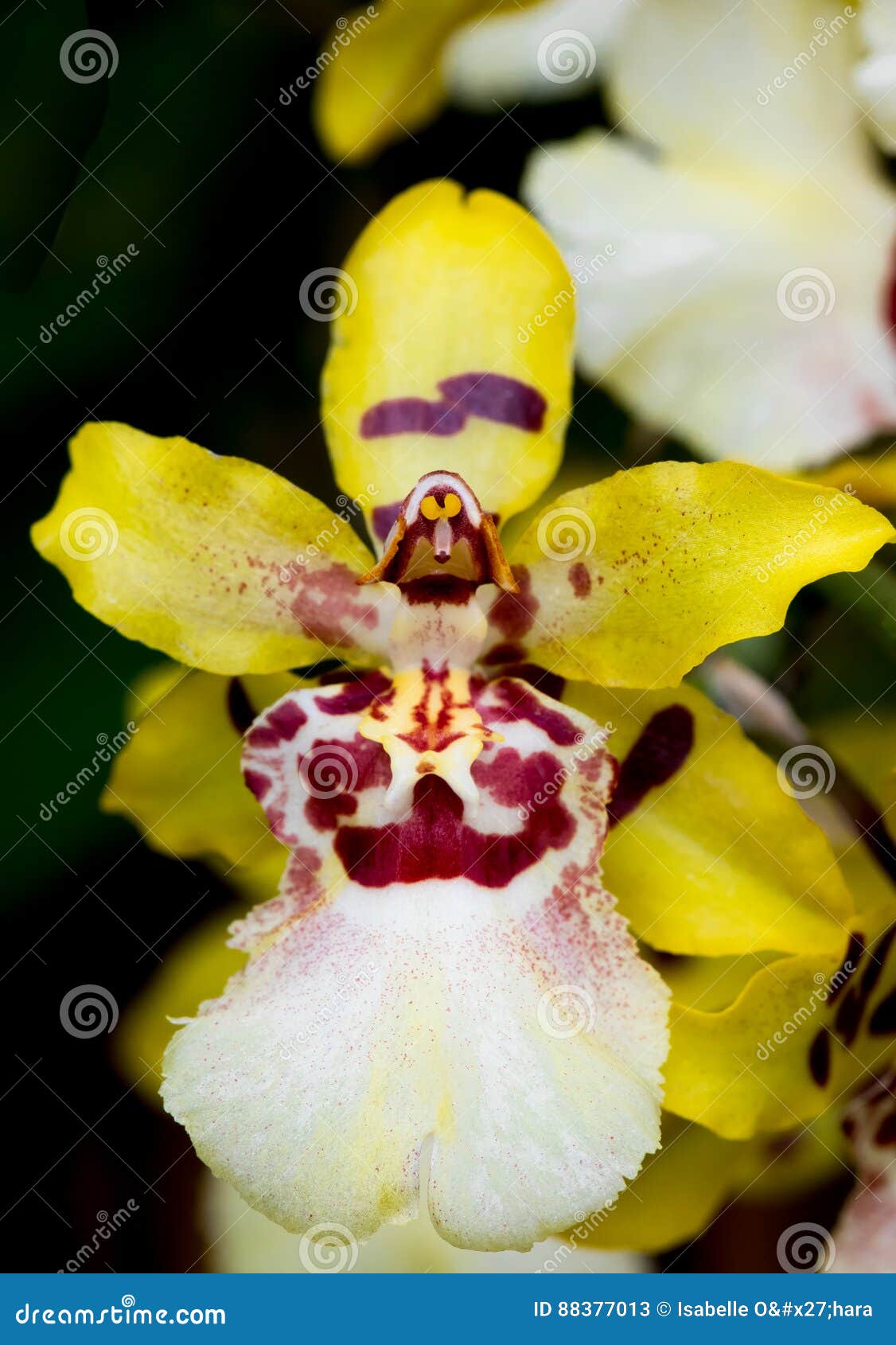 Orquídea Amarela, Branca E Vermelha Do Wildcat De Oncostele Imagem de Stock  - Imagem de macro, desorganizado: 88377013