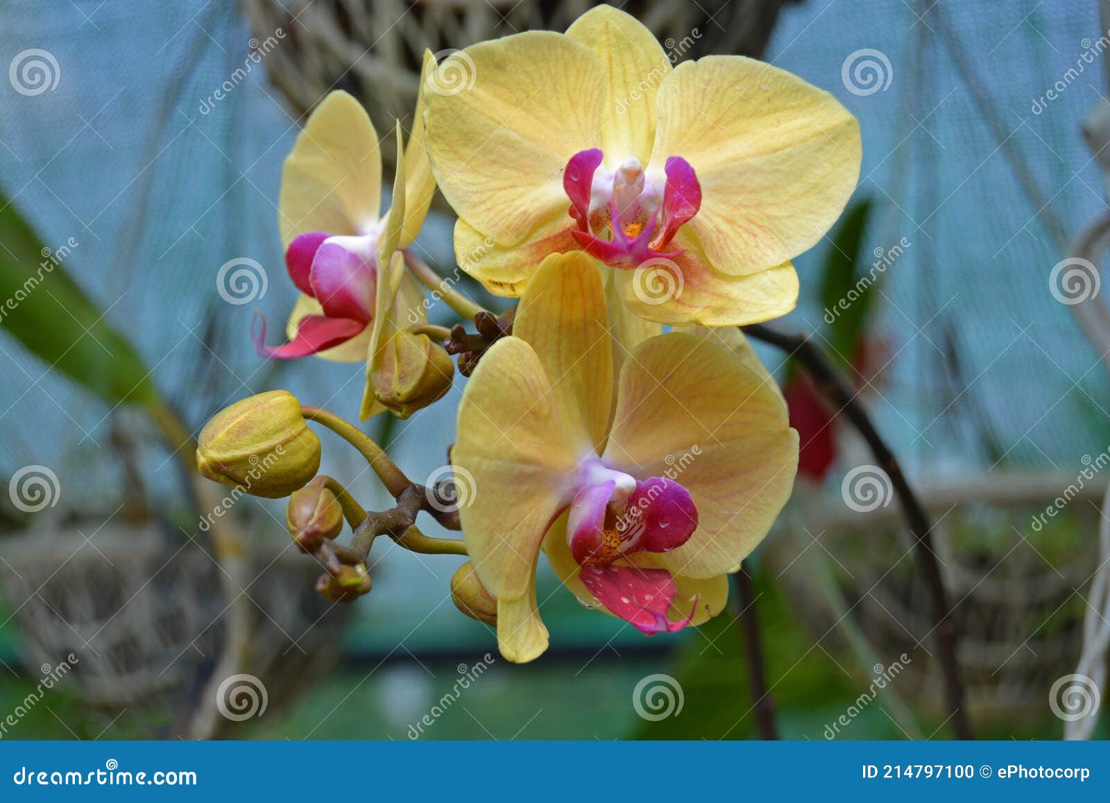 Orquídea amarela clara foto de stock. Imagem de verde - 214797100