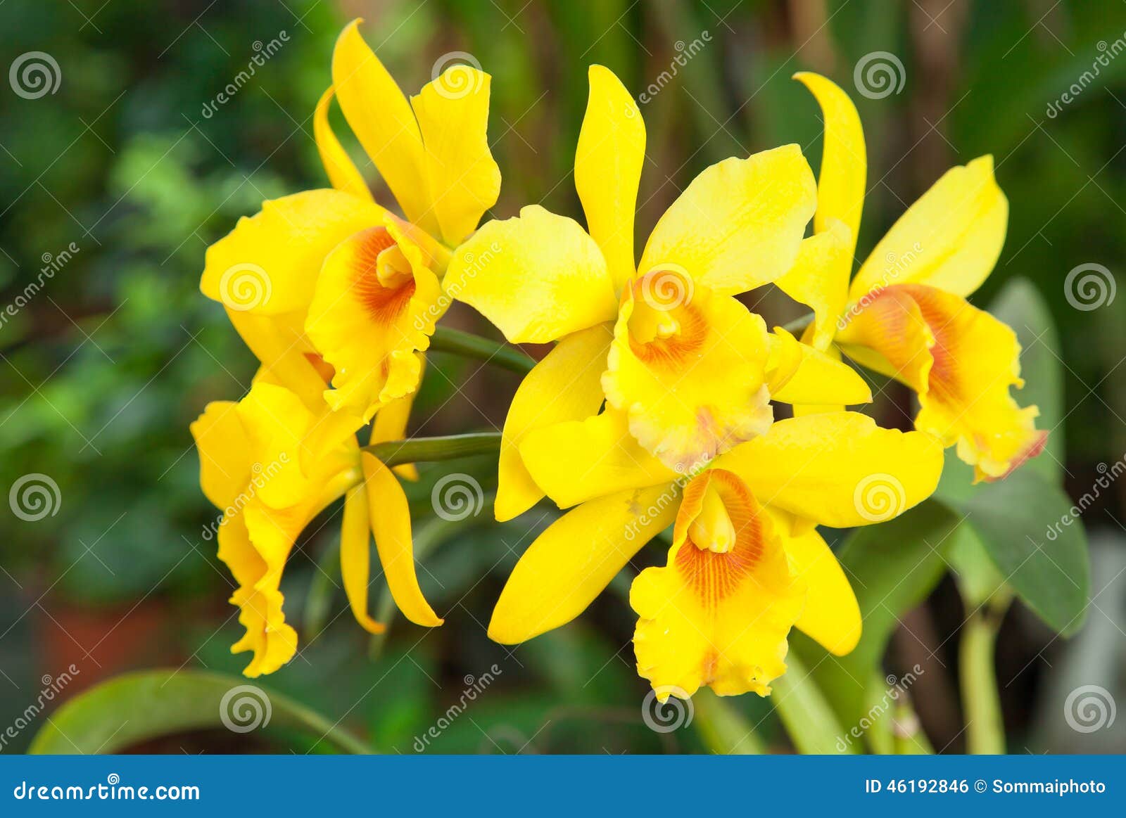 Orquídea Amarela De Cattleya Foto de Stock - Imagem de crescimento, amarelo:  46192846