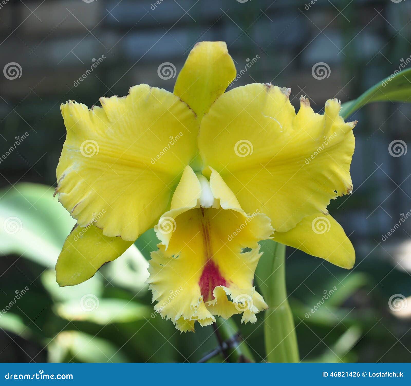 Orquídea Amarela De Cattleya Foto de Stock - Imagem de amarelo, chuva:  46821426